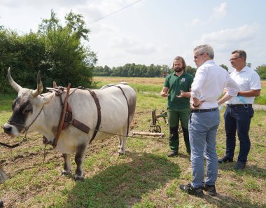 Landrat Christian Engelhardt (vorne Mitte) lässt sich gemeinsam mit dem Lorscher Bürgermeister Christian Schönung von Laborleiter Claus Kropp den durch einen Ochsen gezogenen Pflug vorführen.