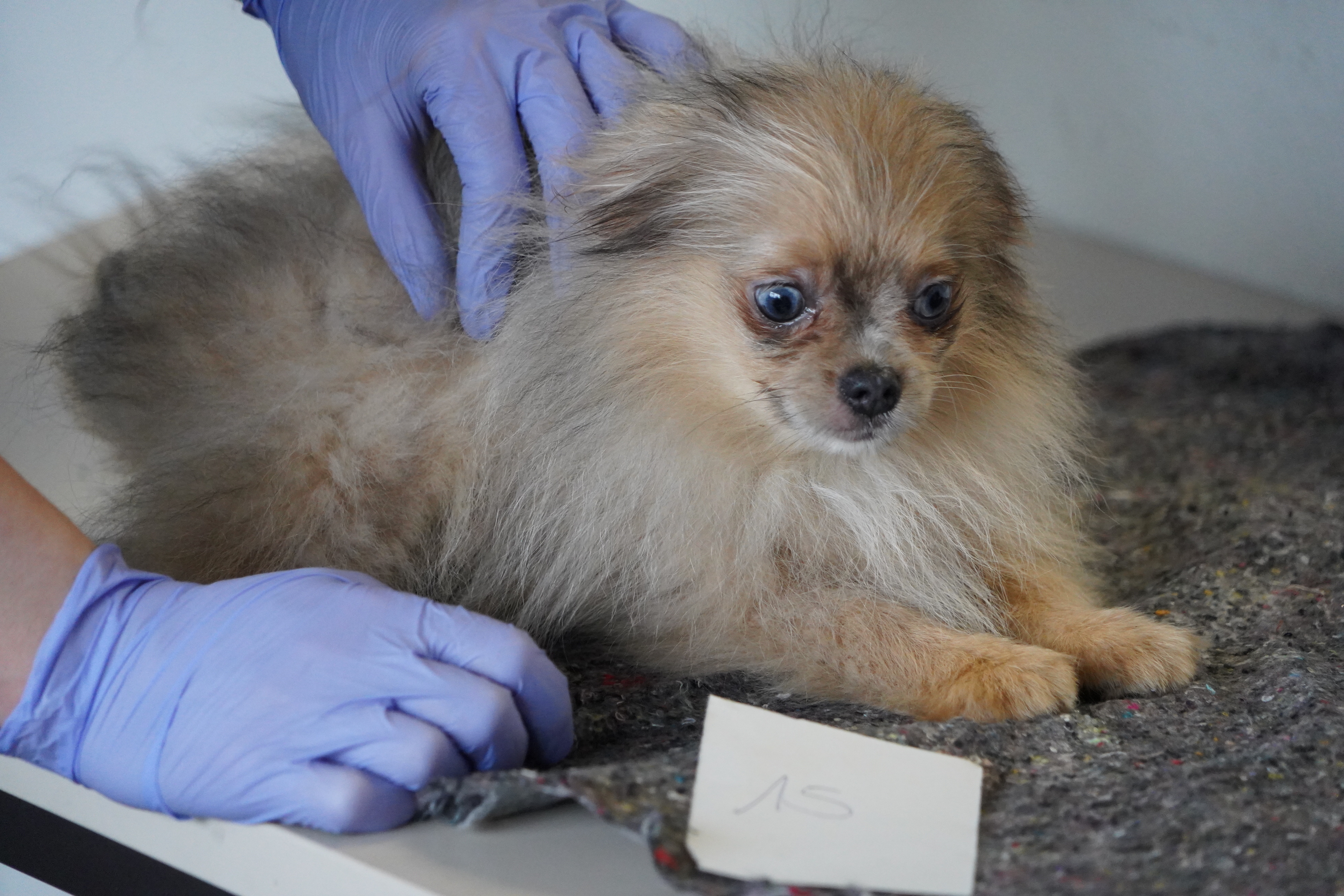 Ein Zwergspitz-Welpe wird auf seinen Gesundheitszustand hin untersucht.