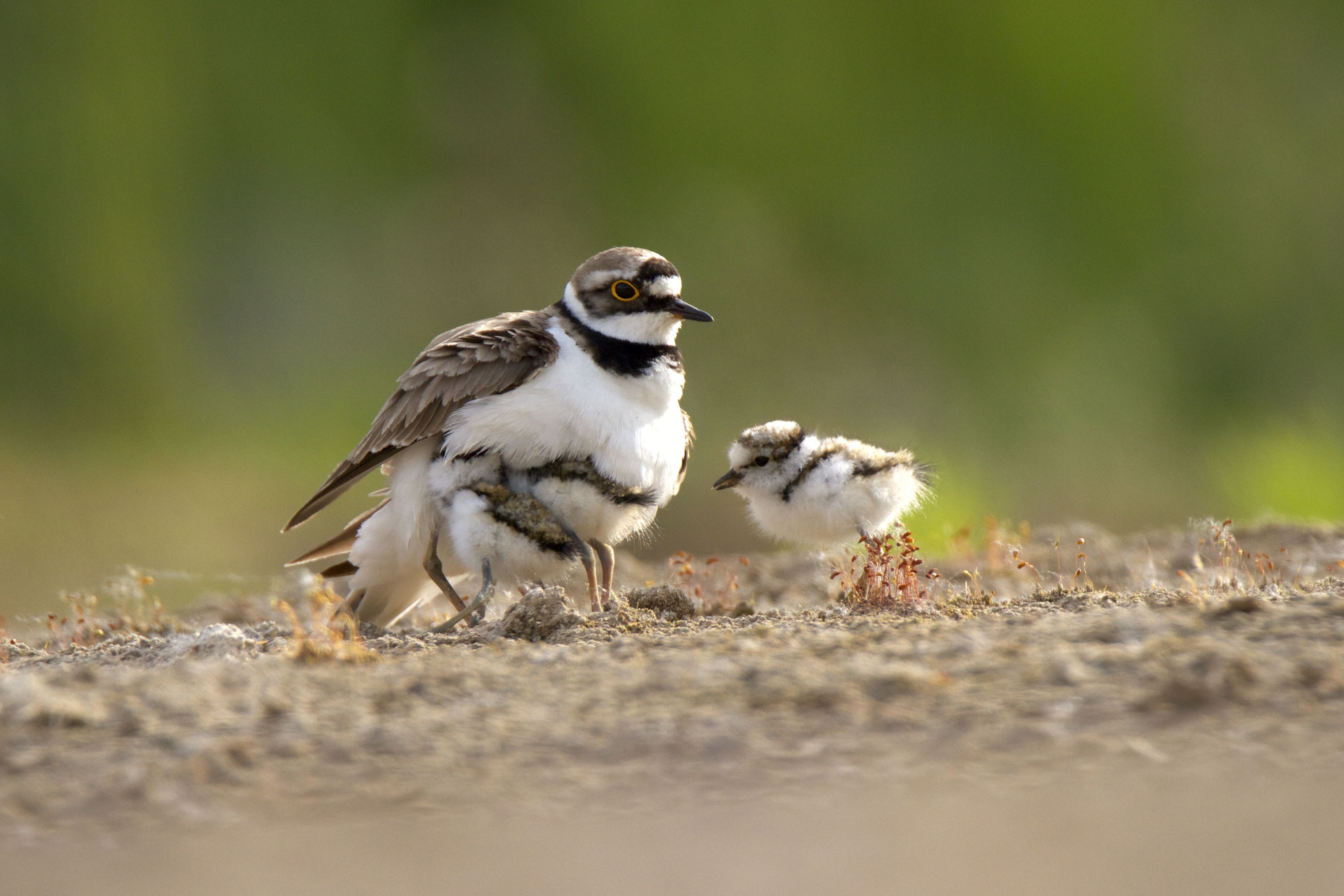 Der seltene und streng geschützte Flussregenpfeifer brütet auch in diesem Jahr wieder auf der Kiesinsel bei Biblis-Nordheim. Diese wird deshalb gesperrt, um den Vogel während seiner Brut- und Aufzuchtzeit nicht zu stören. Foto: NABU/Sommerhage