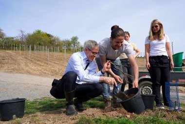 (v.l.n.r.) Bei seinem Besuch im Öko-Weinberg setzte Landrat Christian Engelhardt gemeinsam mit Jannick Jährling und Marie Peters von der Winzergemeinschaft Feligreno sowie Corinna Simeth, Leiterin der Abteilung Kreisentwicklung und Grundsatz beim Kreis Bergstraße, neue Rebstöcke.