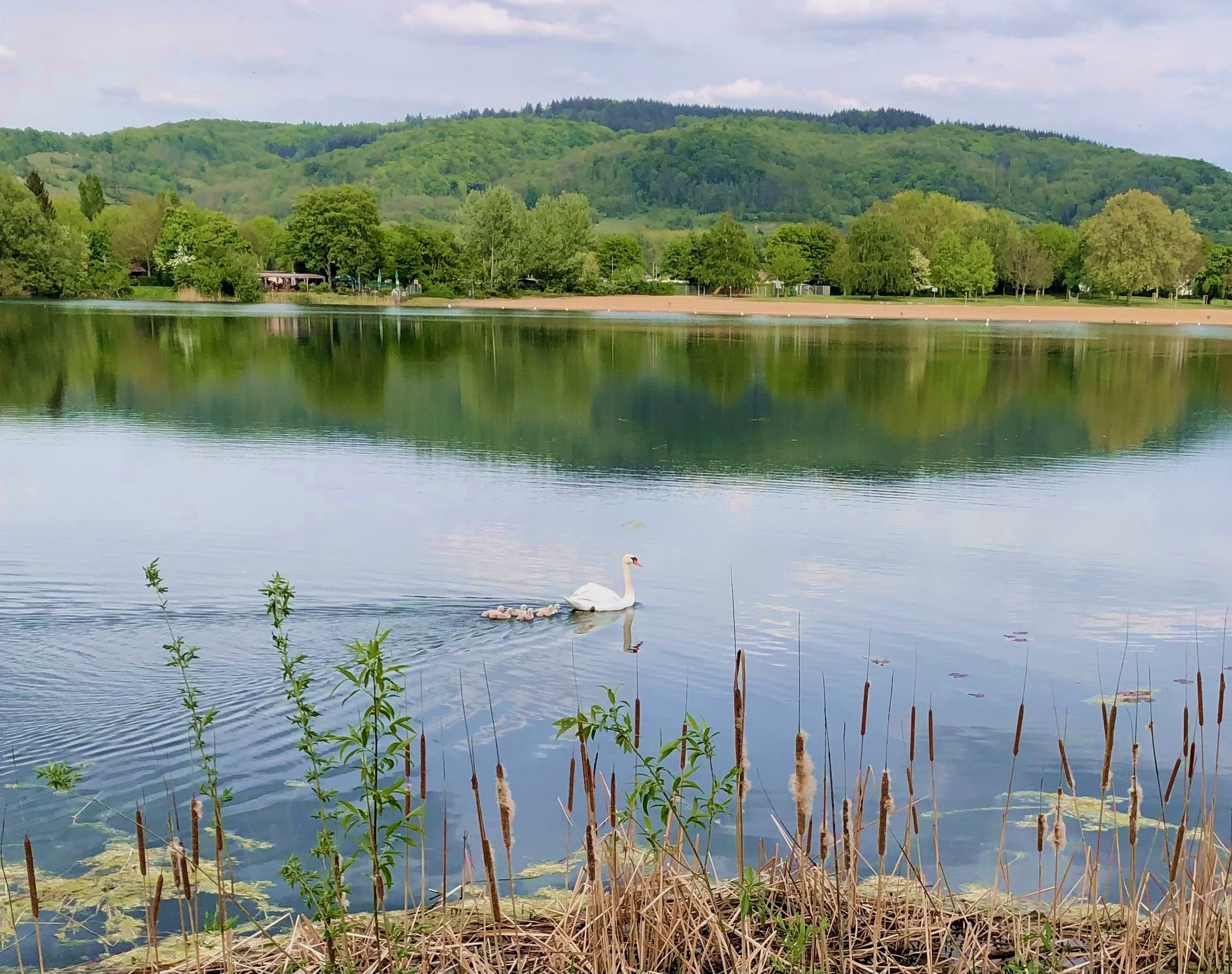 Die Aussicht auf das Seegelände mit einer Entenfamilie auf dem See.
