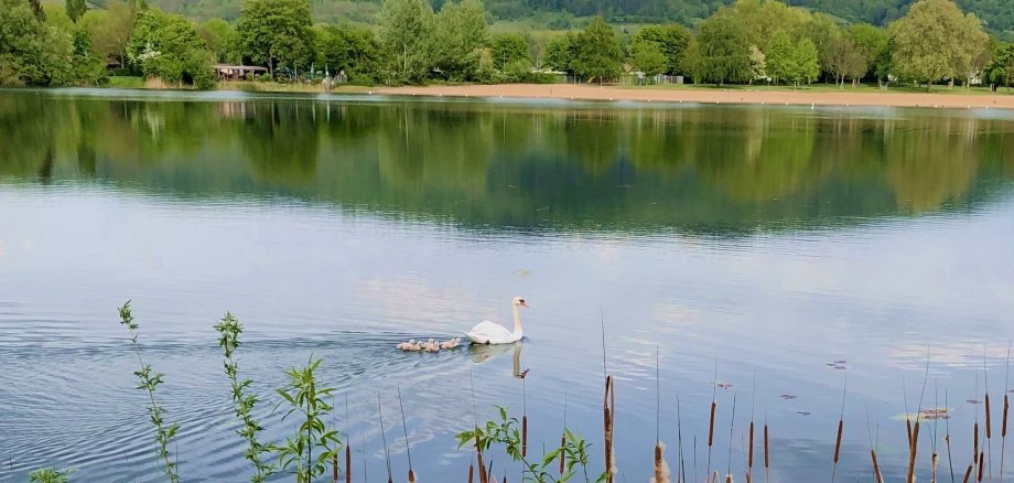 Die Aussicht auf das Seegelände mit einer Entenfamilie auf dem See.