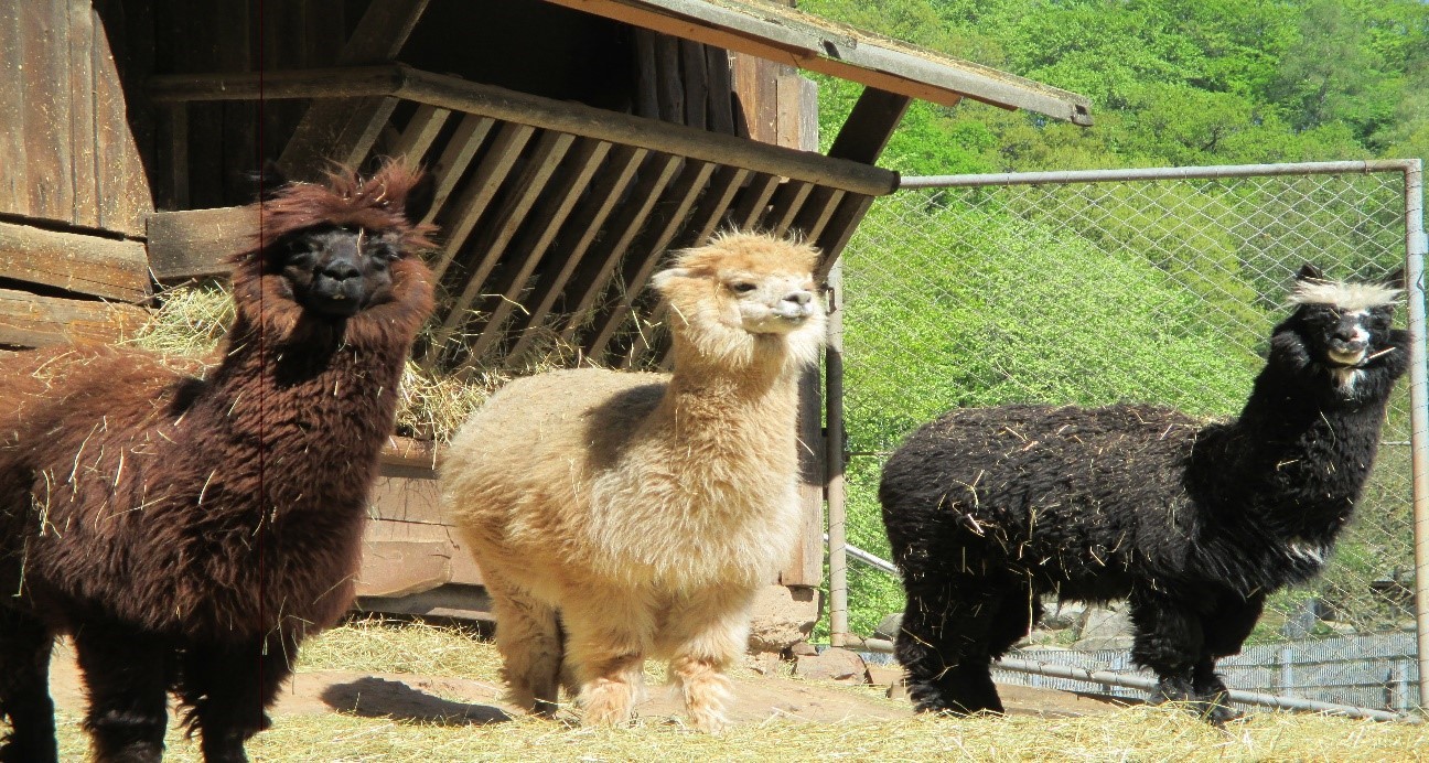 Ein braunes, ein weißes und ein schwarzes Alpaka stehen in einem Außengehege an einem Futtertrog.