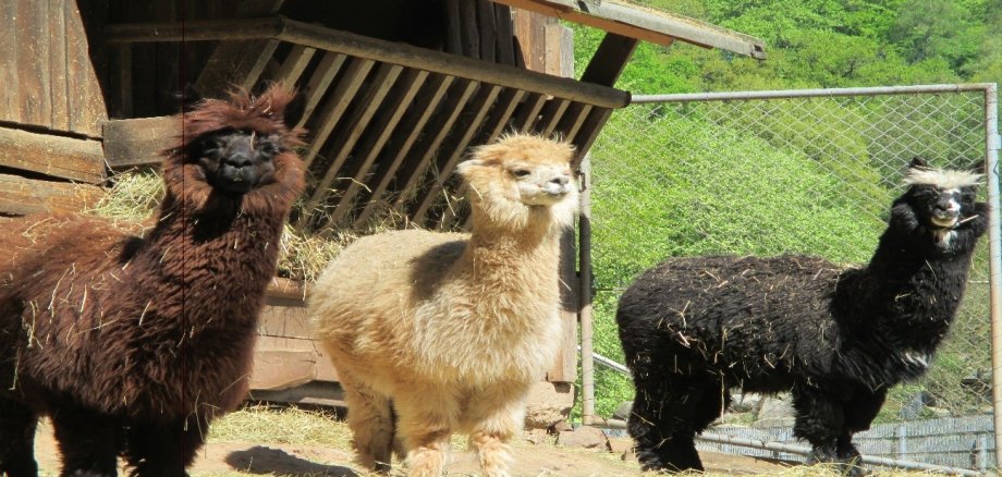 Ein braunes, ein weißes und ein schwarzes Alpaka stehen in einem Außengehege an einem Futtertrog.