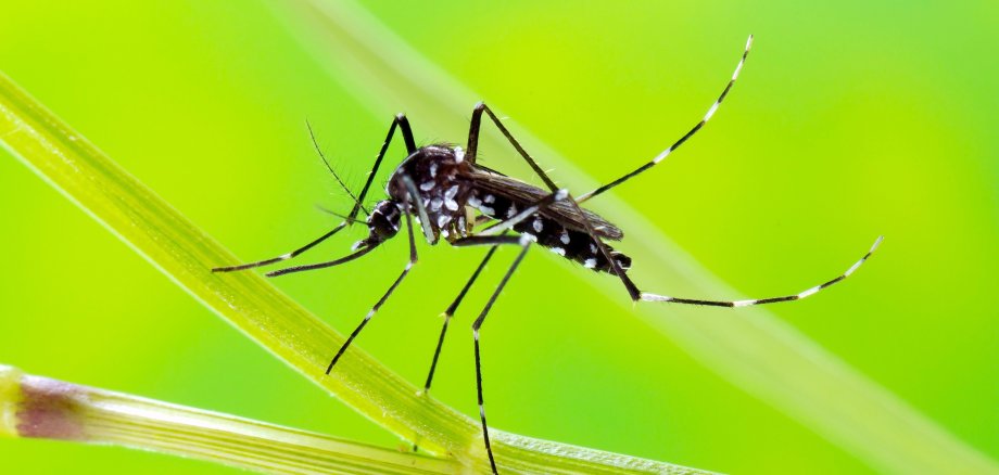 Die Asiatische Tigermücke ist etwa 0,5 bis 1 Zentimeter groß und am ganzen Körper schwarz-weiß gestreift. Das Insekt wurde nun erstmalig in Lorsch gefunden. 