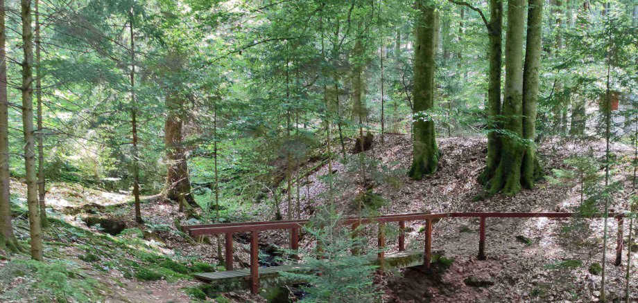 Ein Waldstück am Lehrpfad.