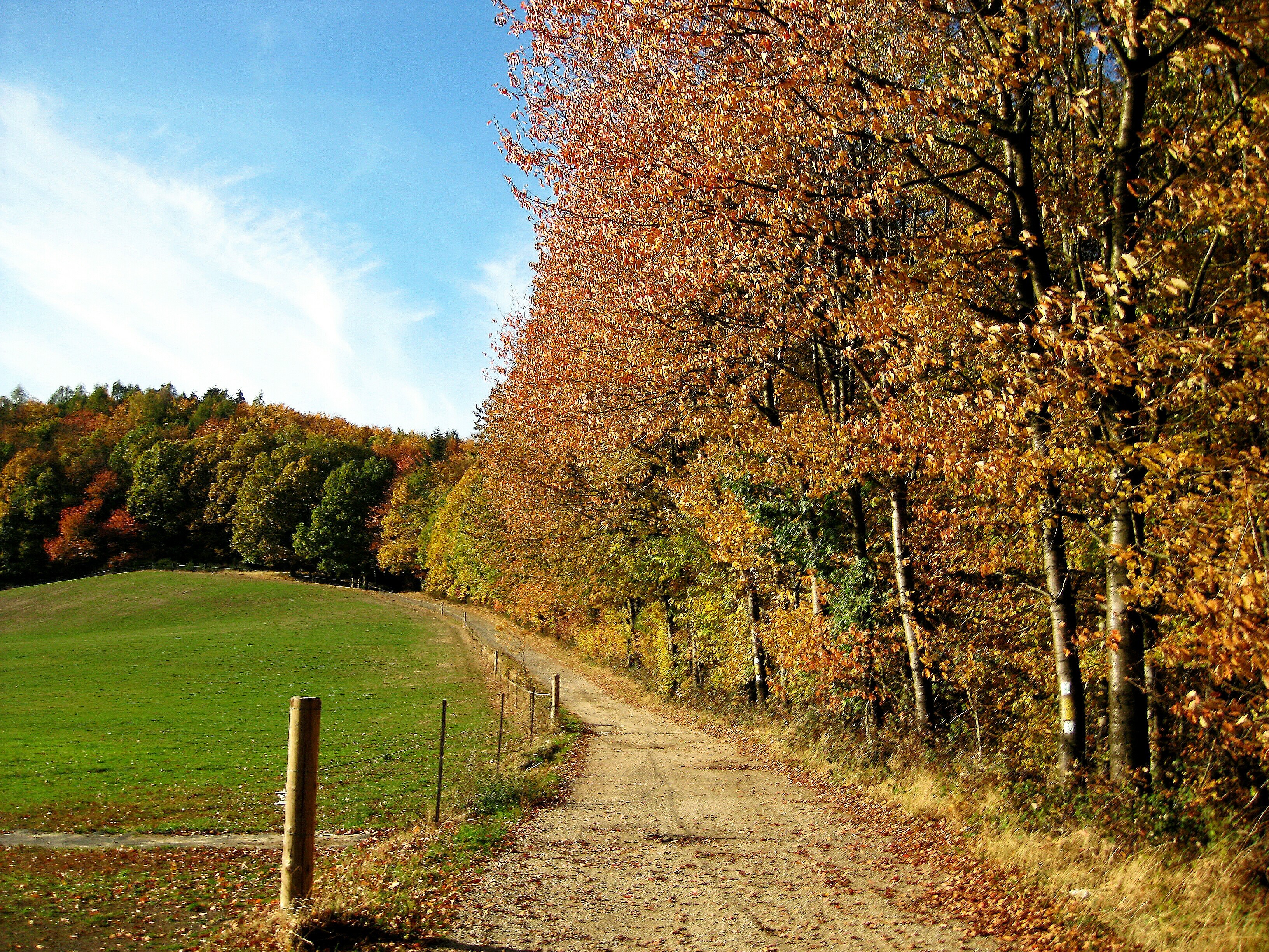 Ein Wanderweg führt zwischen einer grüßen Wiese und großen Bäumen einen Berg hinauf.