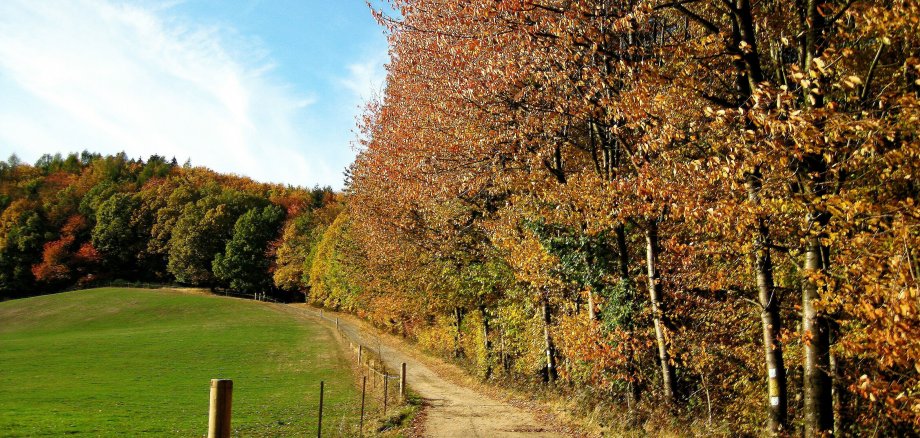 Ein Wanderweg führt zwischen einer grüßen Wiese und großen Bäumen einen Berg hinauf.