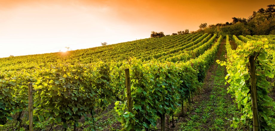 Weingut an der hessischen Bergstraße