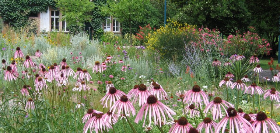 Eine bunte Blumenwiese im Hermannshof.