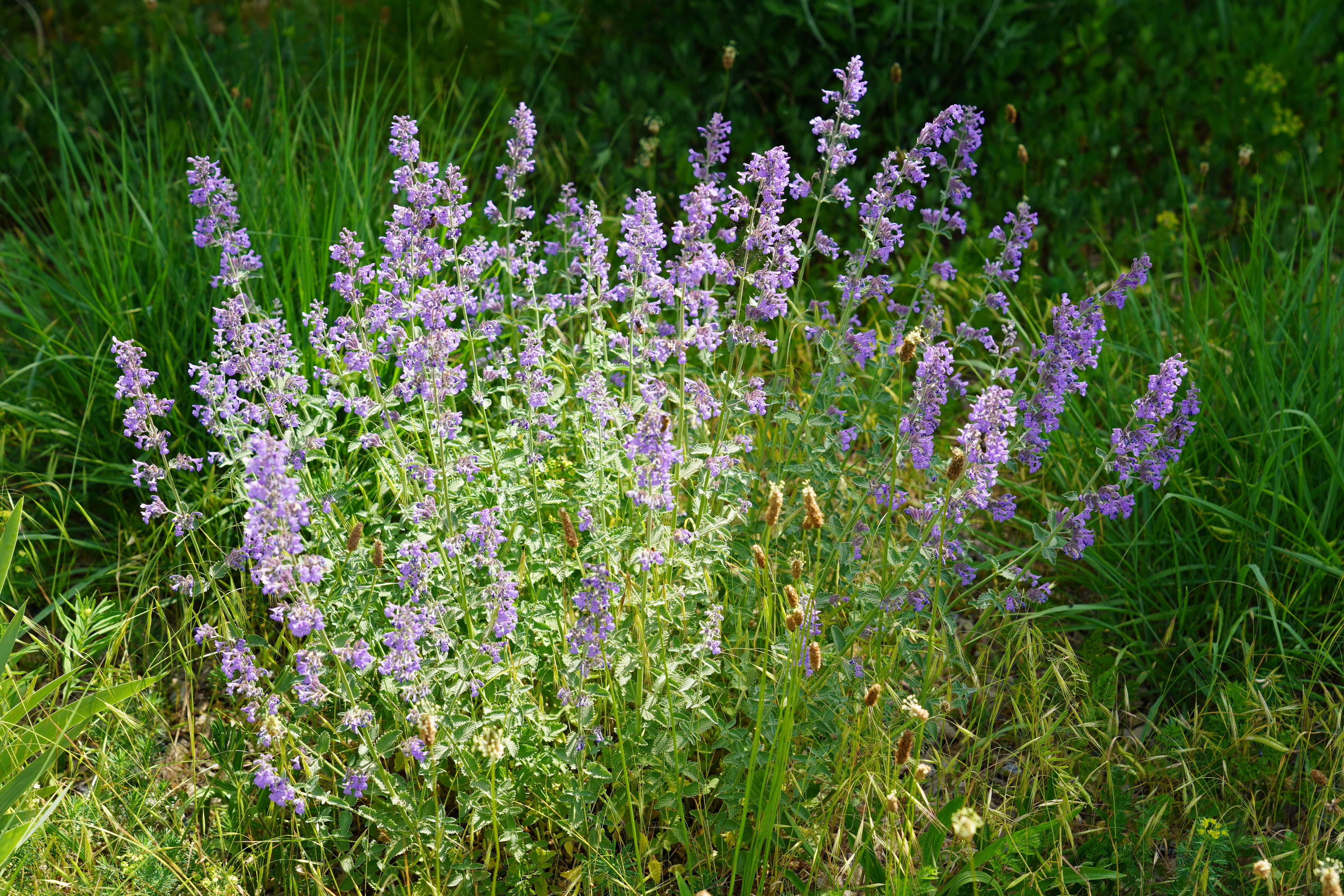 Ein Lavendelbusch auf einer Wiese.