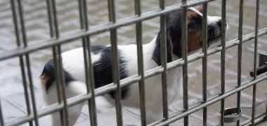 Ein kleiner Hundewelpe steht in einem Außengehege und steckt seine Schnauze an das Gitter.