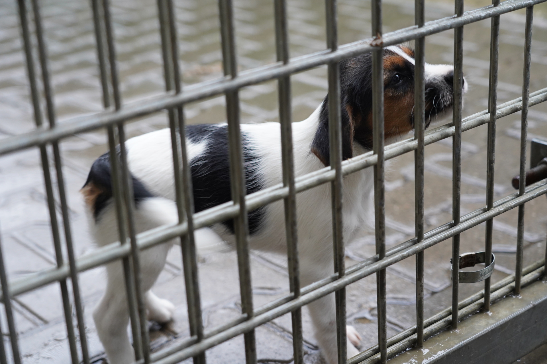 Im Tierheim warten viele Tiere auf Menschen, die wirklich bereit für ein Haustier sind.
