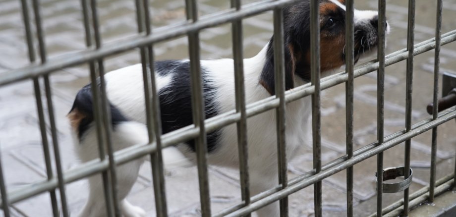 Im Tierheim warten viele Tiere auf Menschen, die wirklich bereit für ein Haustier sind.