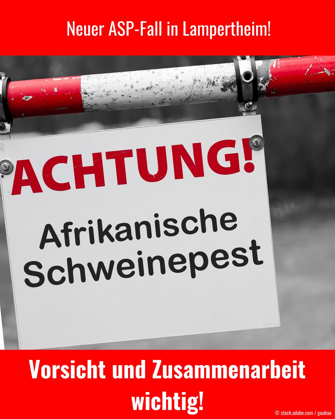 Vorsicht ASP: Neuer Fall in Lampertheim nachgewiesen