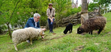 Landrat Christian Engelhardt streichelt die Zwergschafe von Beate Weis, die auf der Streuobstwiese leben und diese „mähen“.