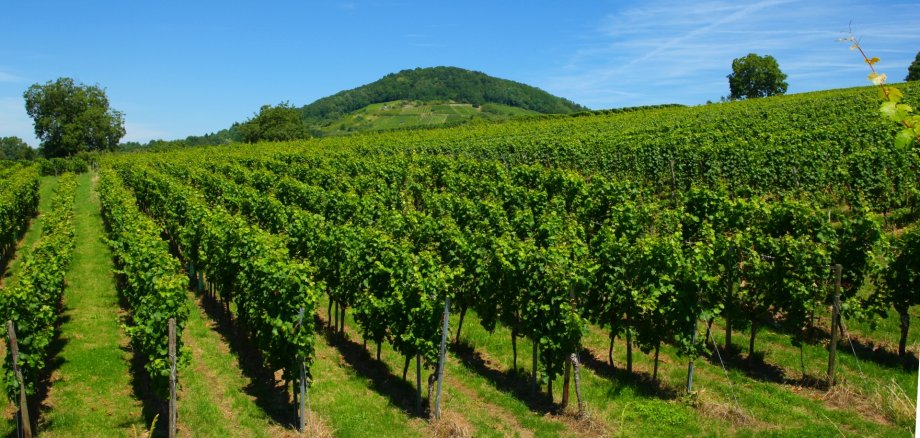 Die Weinberge Heppenheims