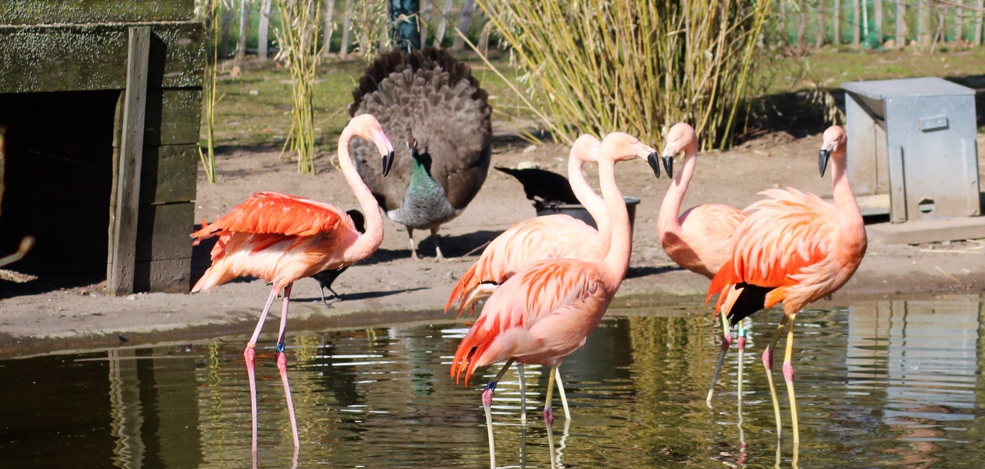 Das Bild zeigt drei Flamingos im Wasser