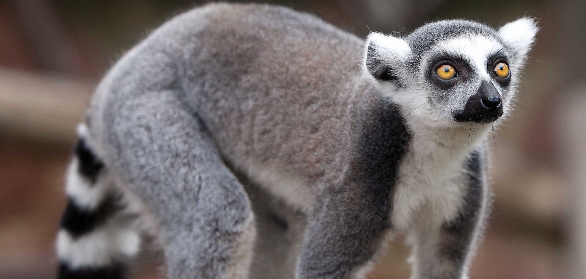Ein Lemur im Tiergarten Worms.