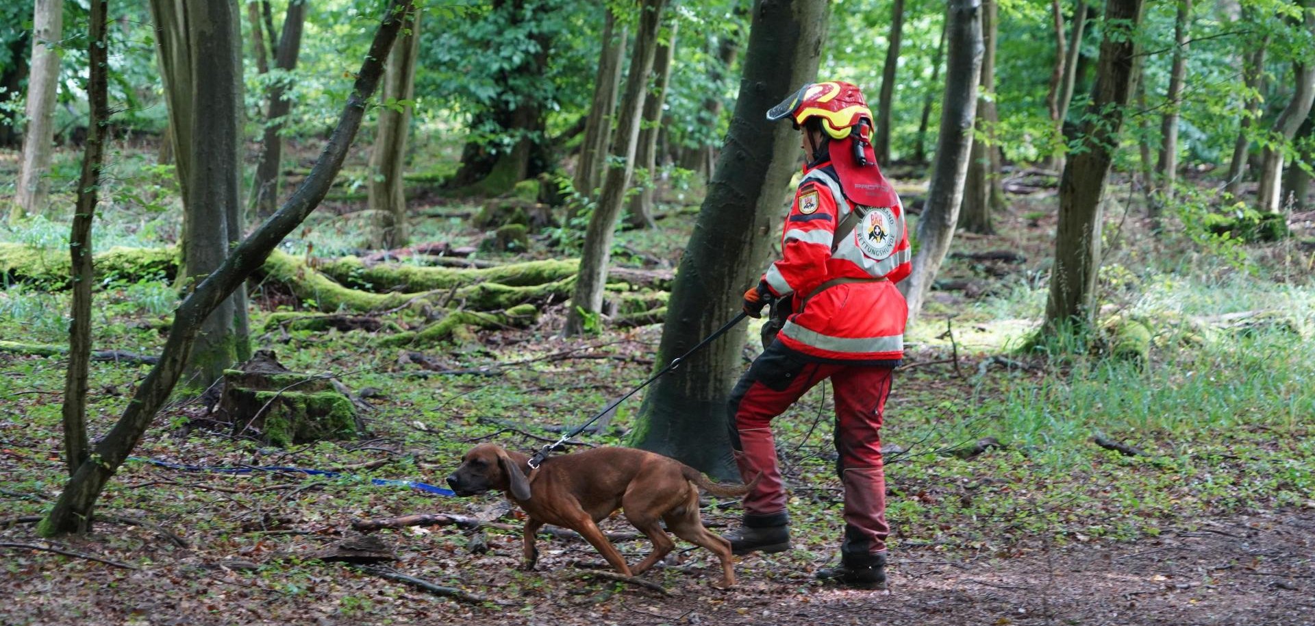 Ein speziell ausgebildeter Kadaversuchhund spürt Wildschweinkadaver im Wald auf.
