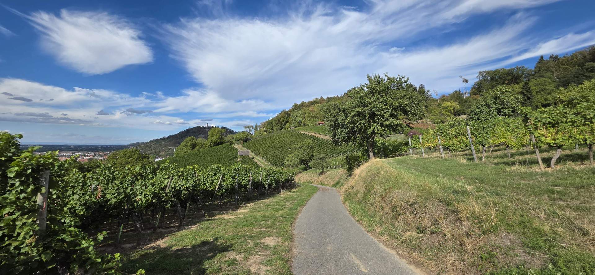 Ein Ausschnitt der Weinberge, mit einem Weg der mittig verläuft