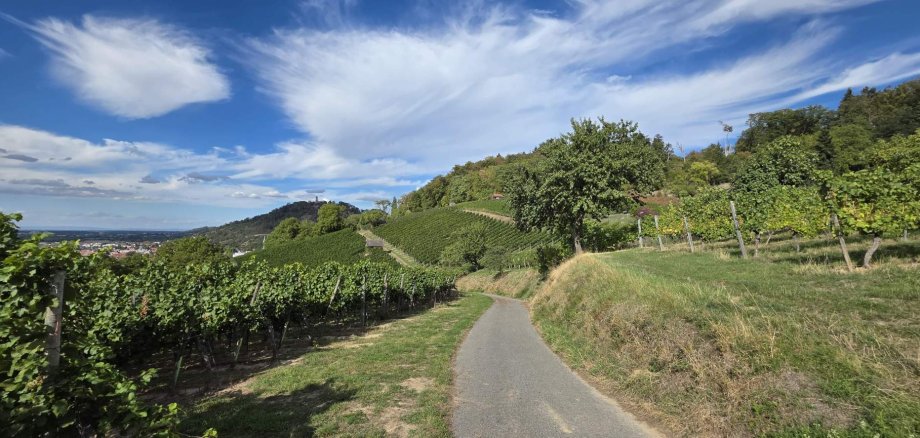 Ein Ausschnitt der Weinberge, mit einem Weg der mittig verläuft