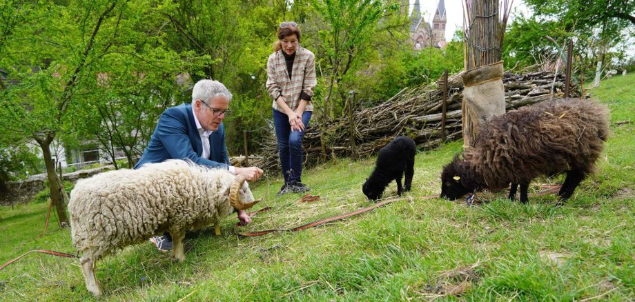 Bergsträßer Jahr der Streuobstwiese startet Landrat Christian Engelhardt zu Besuch auf der Streuobstwiese von Beate Weis vom Verein Genial Regional e.V., der auch am Streuobstmarkt dabei sein wird.