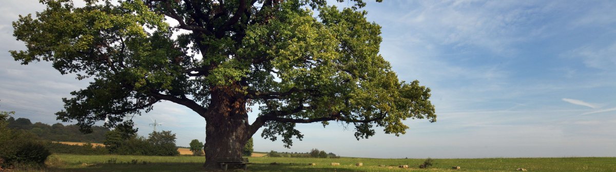 freistehende Alte Eiche