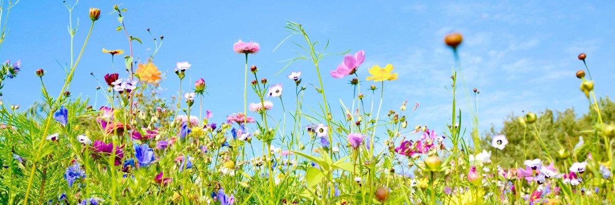 Nahaufnahme einer Wiese mit bunten Wildblumen, im Hintergrund sieht man einen hellblauen, wolkenlosen Himmel.