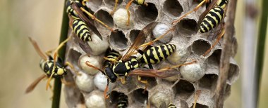 Feldwespennest
