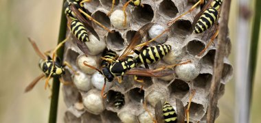 Feldwespennest