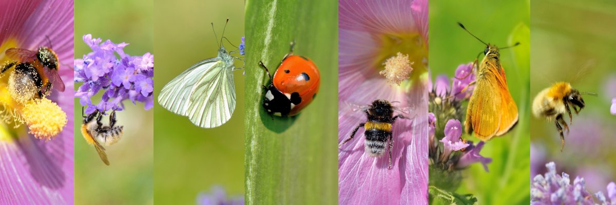 Verschieden Insekten auf Blumen