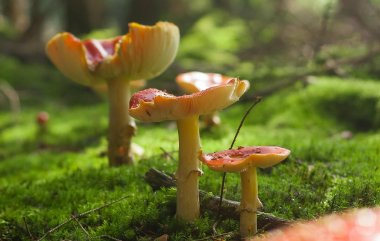 Vier braune Pilze, die auf Moos im Wald stehen.