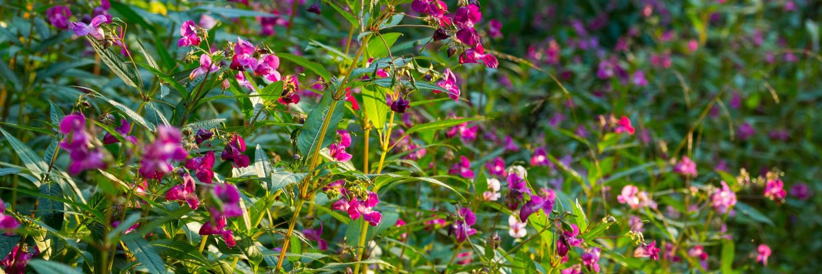 Springkraut im Abendlicht