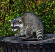 Raccoons (Procyon lotor) eating garbage or trash in a can invading the city in Stanley Park, Vancouver British Columbia, Canada. Waschbär auf Mülltonne