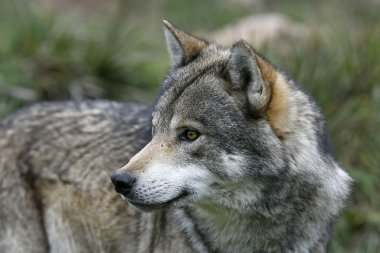 Europäischer Wolf