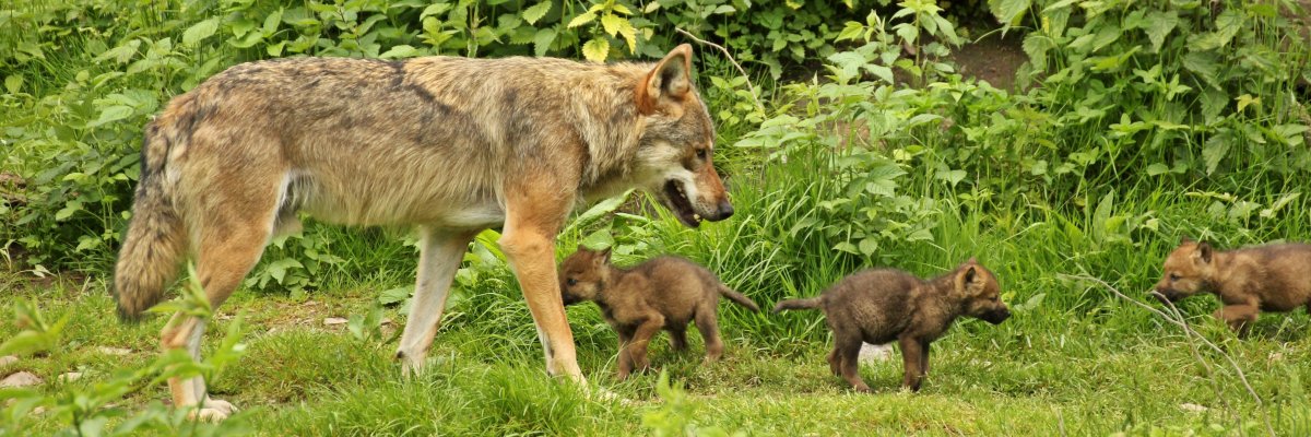 Männlicher Europäischer Wolf (Canis lupüs) mit seinen fünf Wochen alten Welpen