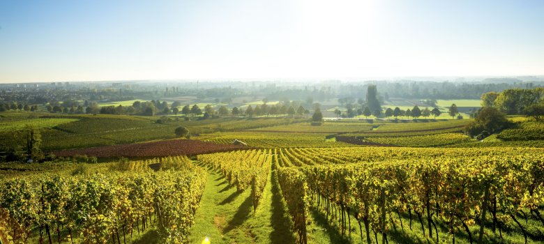 Weinberge Deutschland Hessische Bergstraße Weinberge mit Sonnenstrahlen