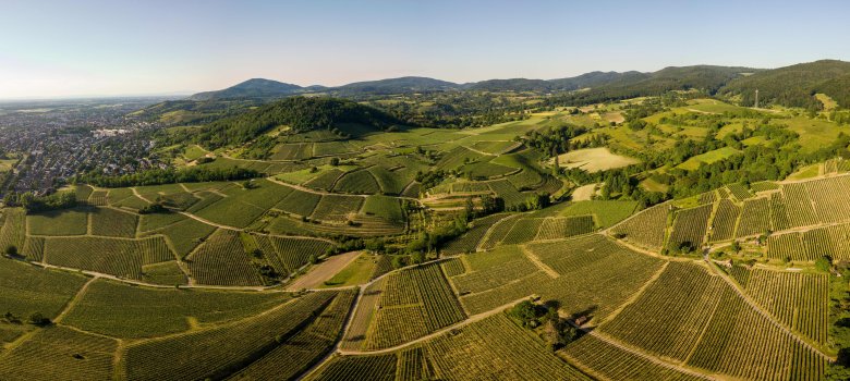 Panoramaaufnahme aus der Luft von den Weinbergen zwischen Heppenheim und Bensheim, die mithilfe einer Drohne aufgenommen wurde.