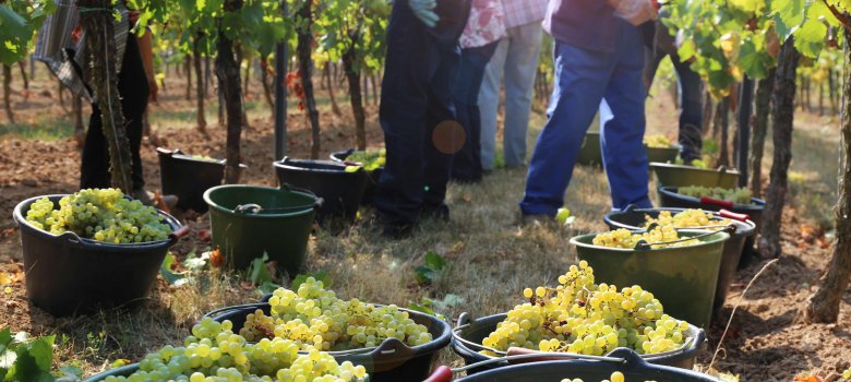 Im Vordergrund sieht man zahlreiche Eimer, die mit Weintrauben gefüllt sind. Im Hintergrund sieht man die Weinstöcke und mehrere Personen ab dem Oberarm abwärts, die die Trauben ernten.