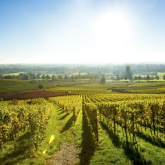 Weinberge Deutschland Hessische Bergstraße