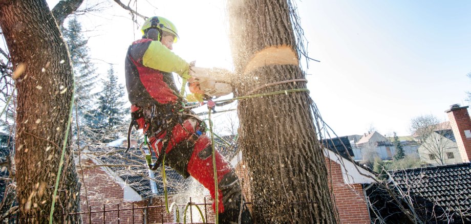 Ein Arbeiter fällt einen Baum mit einer Kettensäge.