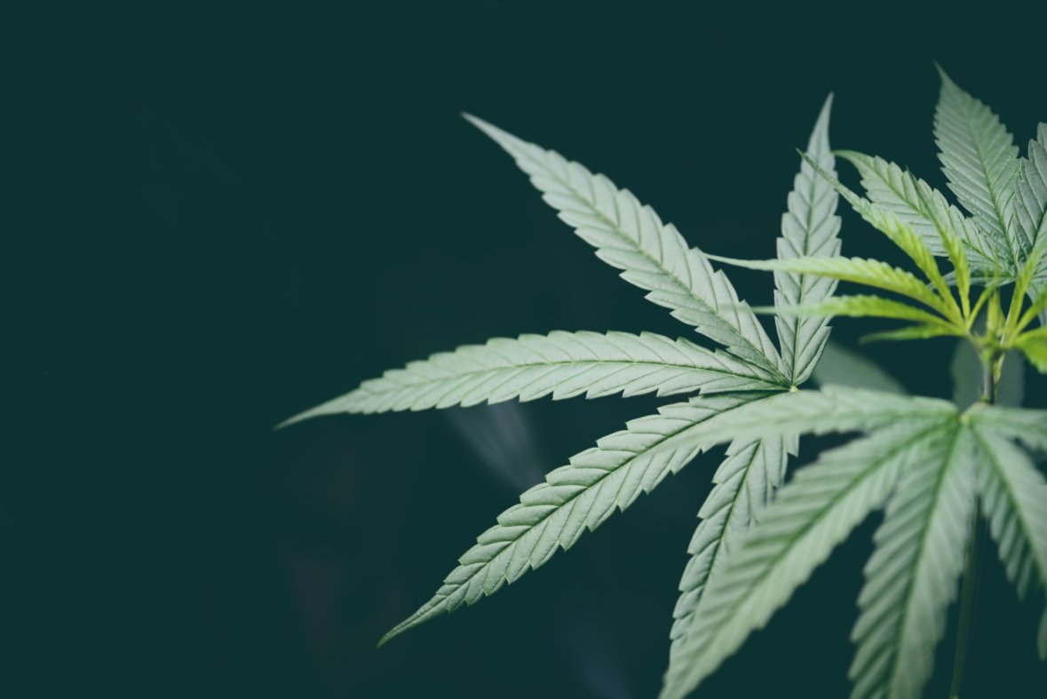 Cannabis-Blatt Cannabis-Blatt auf schwarzem Hintergrund