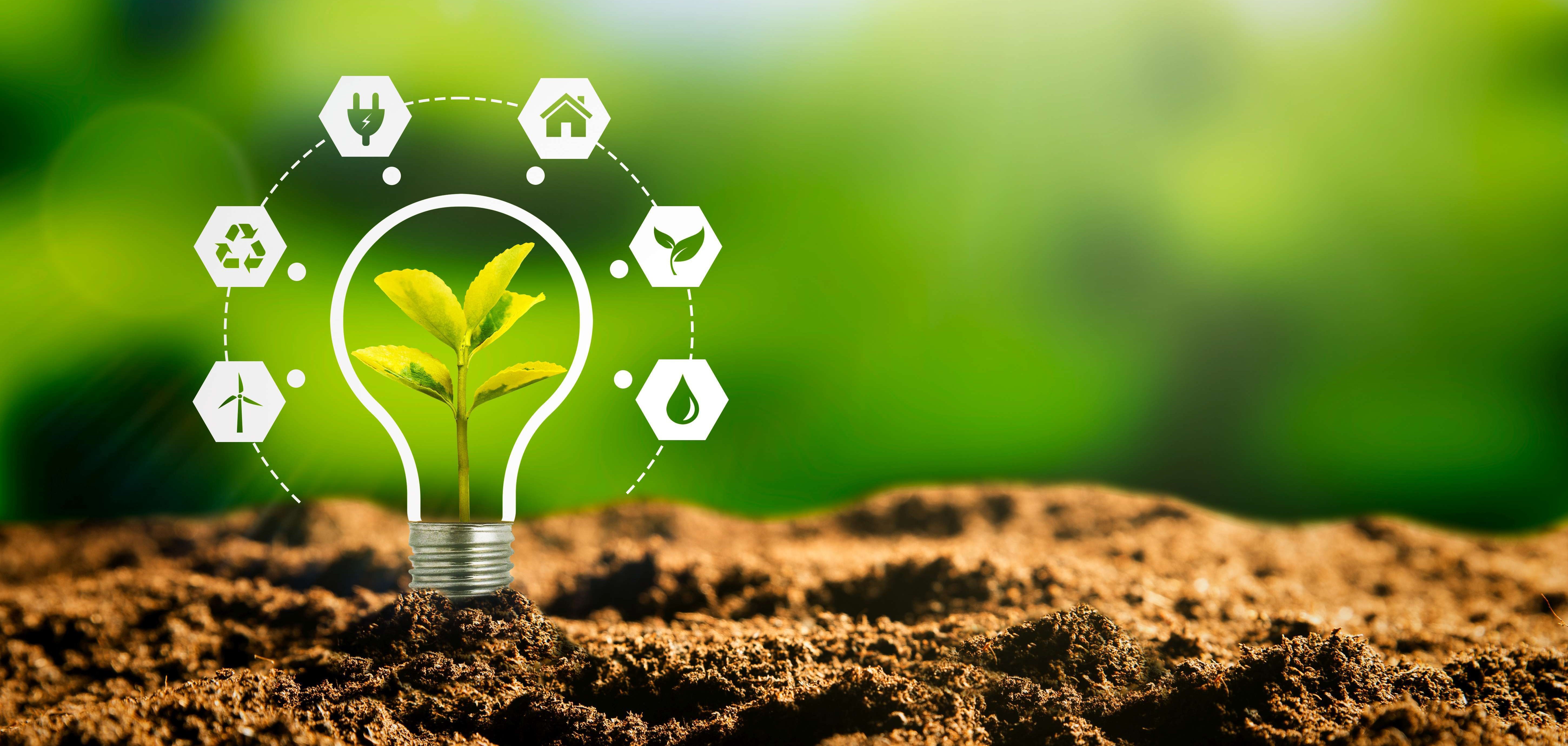 Eine Glühbirne mit einer Pflanze im Inneren steck in der Erde.