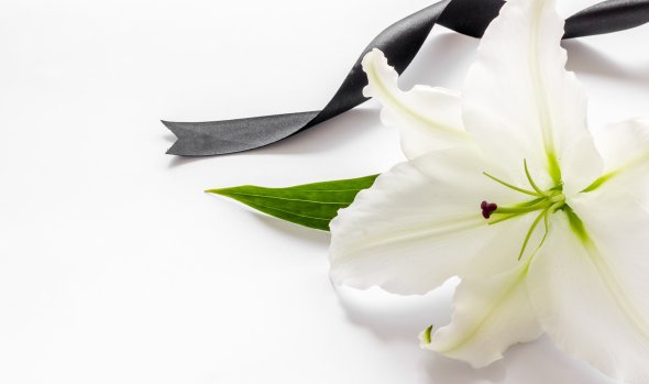 Weiße Lilie mit schwarzem Band