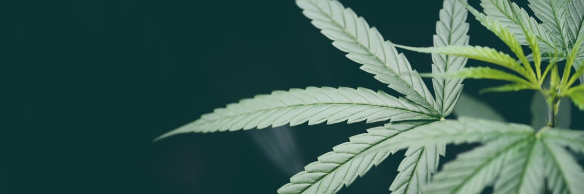 Cannabis-Blatt auf schwarzem Hintergrund