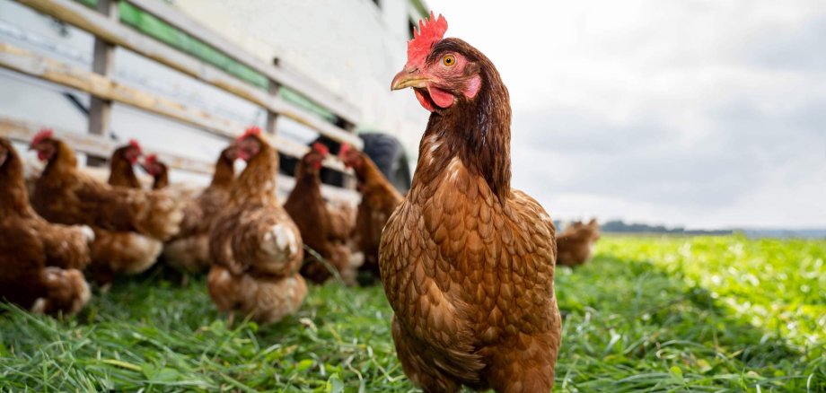 Freilaufhaltung von Legehennen - Nahaufnahme von einem braunen Huhn auf einer saftig grünen Kleegrasweide.