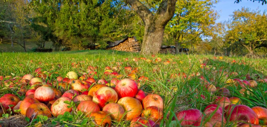 Start Obstbaumbestellung 2026 Fallobst auf einer Streuobstwiese