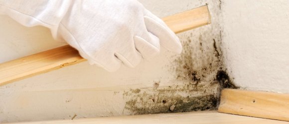 Ein Hand in einem weißen Handschuh hebt eine helle Holz-Fußbodenleiste an. In der Ecke hinter der leiste sieht man schwarze Schimmelflecken.