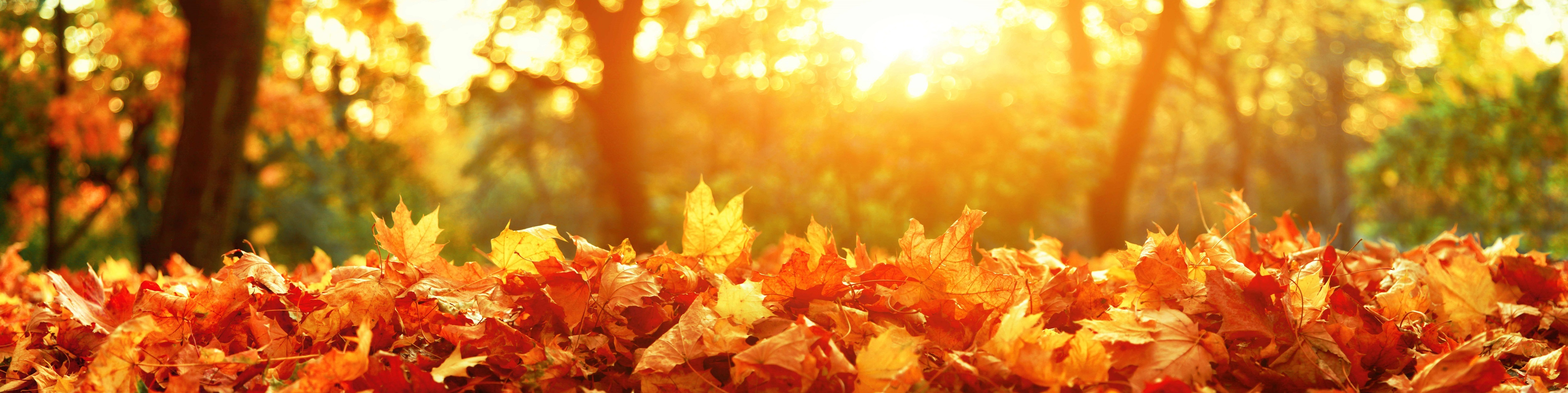 Im Vordergrund sieht man viele herbstliche Blätter, die auf dem Boden liegen, im Hintergrund sieht man verschwommen Bäume im Herbstwald.
